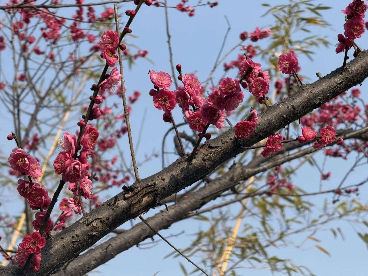 启禀各位小主，天心阁的梅花开啦